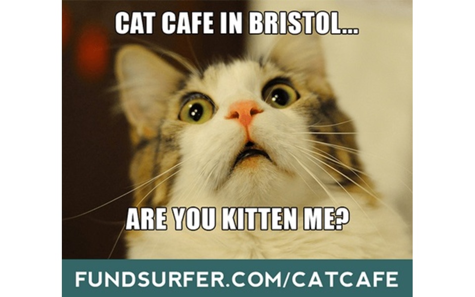 Bristol s First Cat  Cafe  a crowdfunding project on 