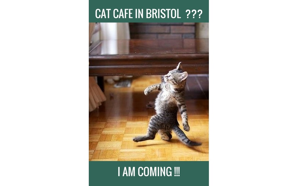  Bristol  s First Cat  Cafe  a crowdfunding project on 