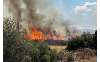 Plant 5000 trees in burned areas after wildfire in Bulgaria